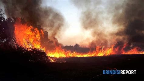 Vasto Incendio Nell Oasi Di Torre Guaceto Vigili Del Fuoco In Azione