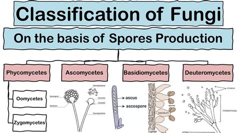 Classification Of Fungi Based On Spore Formation In Hindi Youtube