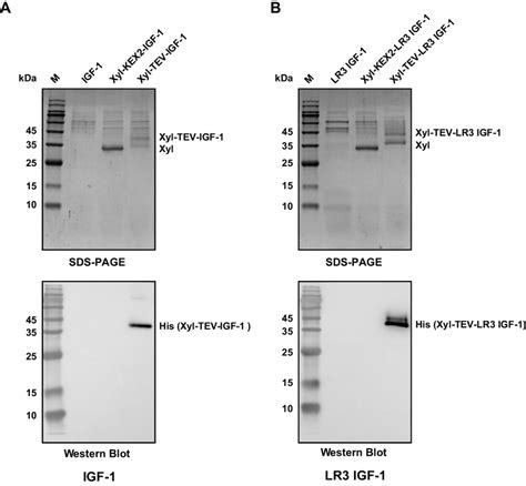 Heterologous Expression Of IGF 1 LR3 IGF 1 In P Pastoris A SDS PAGE