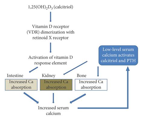 Effect Of Calcitriol On Serum Calcium Level Calcitriol The Active