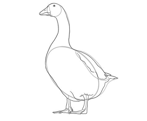 Goose Drawing