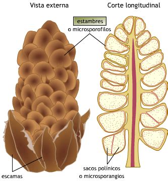 Ciclo De Vida Del Pino Pinus Spp Pinaceae Flor Masculina