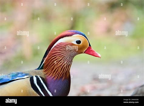 Portrait Of A Mandarin Duck Aix Galericulata Male Bavaria Germany