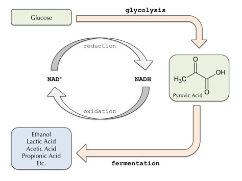 Alcohol Fermentation Mechanism