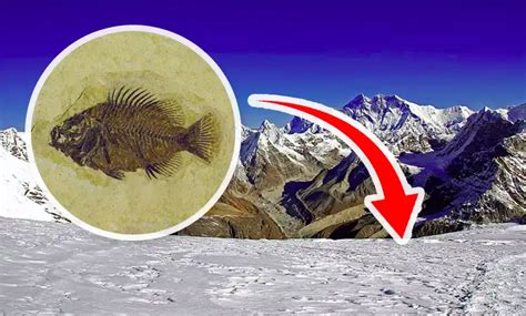 Fossil Fish Have Been Found In The High Altitude On The Himalayas