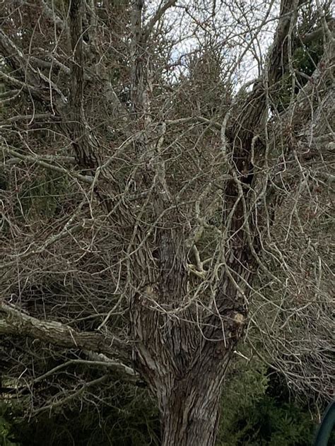 My Maple Tree Has Some Sort Of Bug Infestation It Looks Really Bad With Peeling Bark And Wet