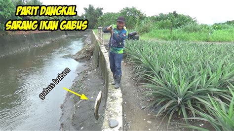 Rejeki Nomplok Mancing Ikan Gabus Babon Tempat Di Sarangnya Sampai