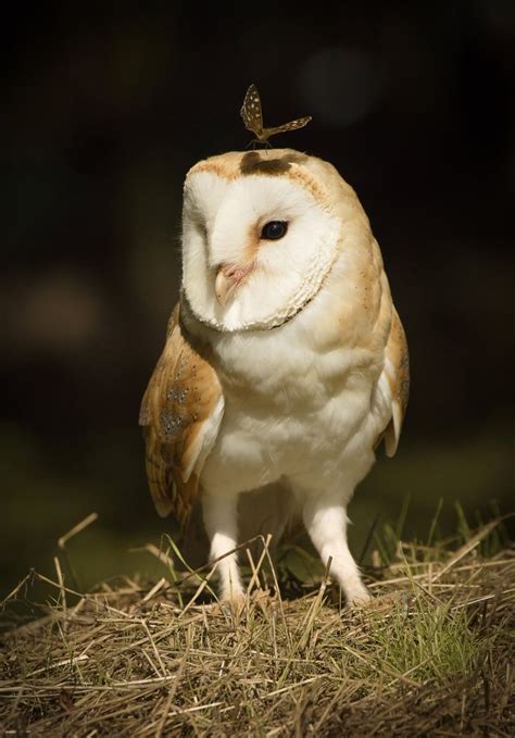 Perfectly Timed Photo Of A Butterfly Sitting On Top Of Barn Owls