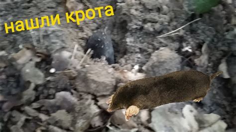нашли крота! Первый раз в жизни вижу крота - YouTube