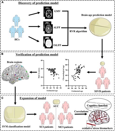 Frontiers Potential Of Brain Age In Identifying Early Cognitive