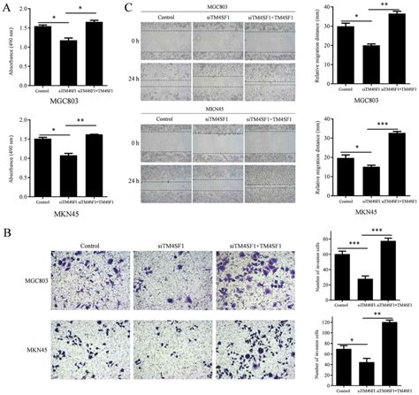 Tm4sf1 Inhibits Apoptosis And Promotes Proliferation Migration And