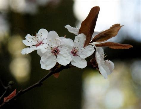 Cherry Plum Hedging Plants Prunus Cerasifera Myrobalan 2 3ft Farm