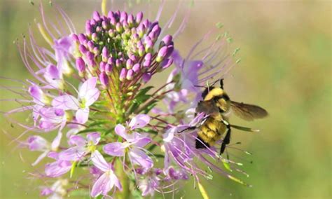 Rocky Mountain Bee Plant Pollinator Palace Epic Gardening