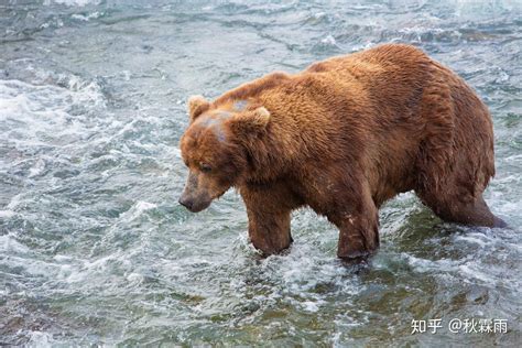 荒野北疆，寻迹棕熊 阿拉斯加 Katmai 观熊攻略 知乎