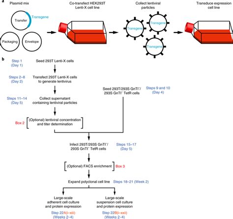 Lentiviral Transduction Of Mammalian Cells For Fast Scalable And High