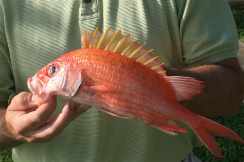 Squirrelfish Mariner Consulting Services