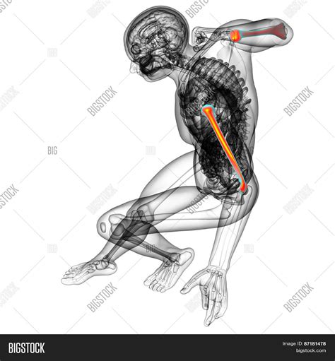 3D Render Medical Image & Photo (Free Trial) | Bigstock