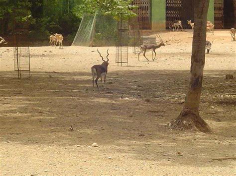 Ranibennur Blackbuck Sanctuary In Tumkur Karnataka