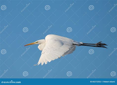 White egret stock photo. Image of angle, background, ardea - 85272352