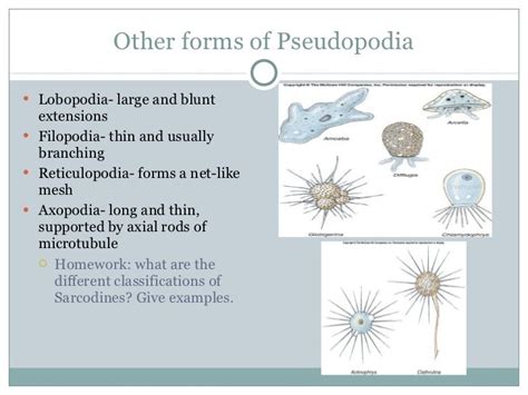 Animal Like Protists