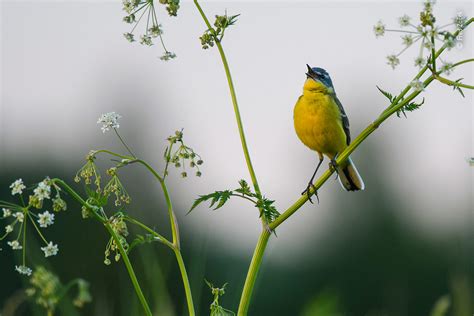 Meadow Song | Wildlife Photographer of the Year | Natural History Museum