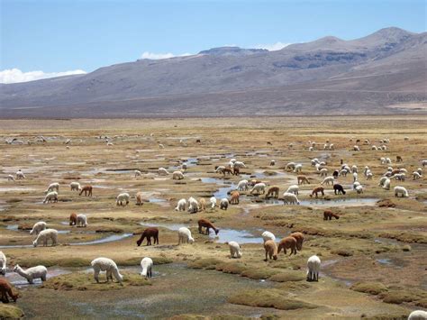 Le Mal Aigu Des Montagnes Mam Au P Rou Page Sant Du Voyageur