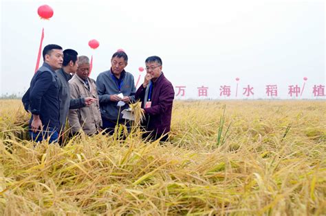 山东潍坊：5万亩海水稻测产平均亩产破千斤图片新闻中国政府网