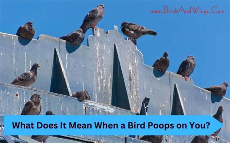 What Does It Mean When a Bird Poops on You?