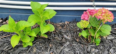 Summer Crush® Bigleaf Hydrangea | Endless Summer® | Shrubs & Trees – Great Garden Plants