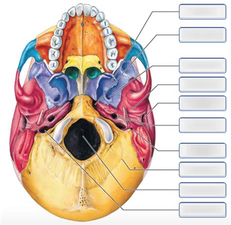 Bones Of The Adult Skull Inferior View Part 2 Diagram Quizlet