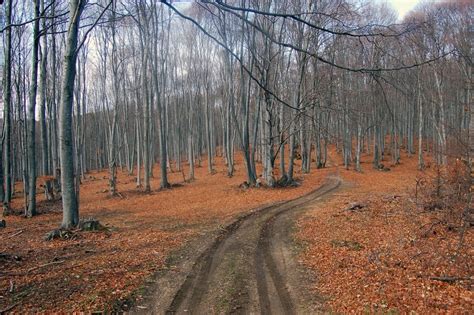 Копривщица - връх Буная - Копривщица - ПЛАНИНАРСТВО ЗА ВСЕКИ