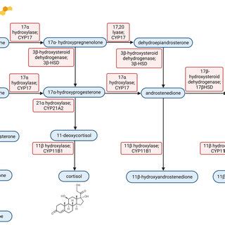 Steroid synthesis pathway. Steroid hormones are mostly synthesised in... | Download Scientific ...