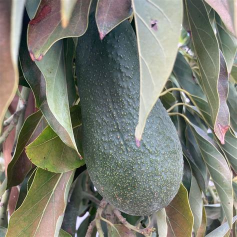 Zutano Avocado Seeds | Tyler Farms