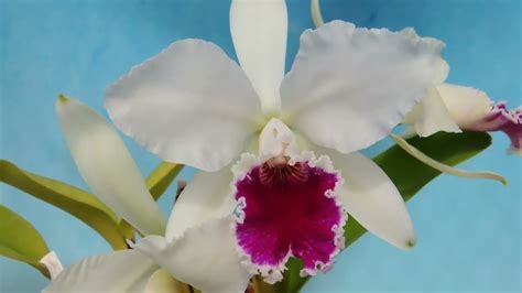 Cattleya Labiata F S A Cooksonia Orchid Youtube