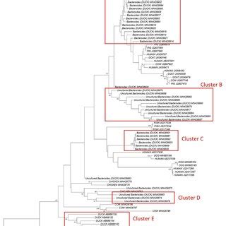 Bacteroides Cultivation In Bacteroides Bile Esculin BBE Agar A