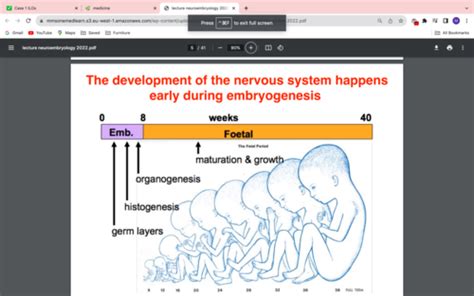 Neuroembryology C1S3 Flashcards Quizlet