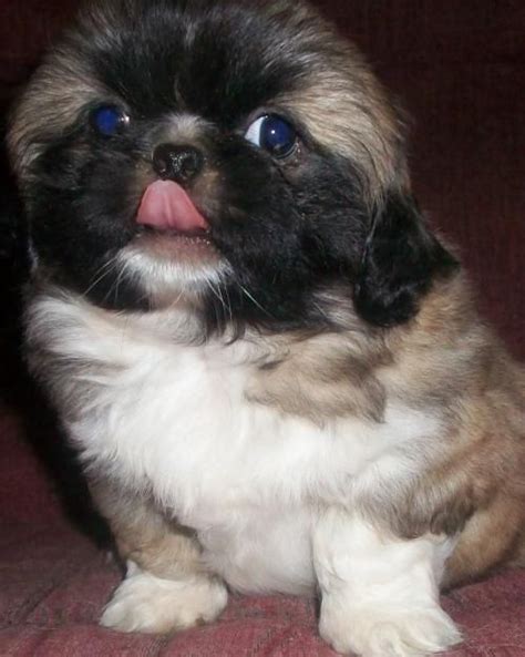 Fur Baby Pekingese With Blue Eyes Pekingese Dogs Pekingese Puppies