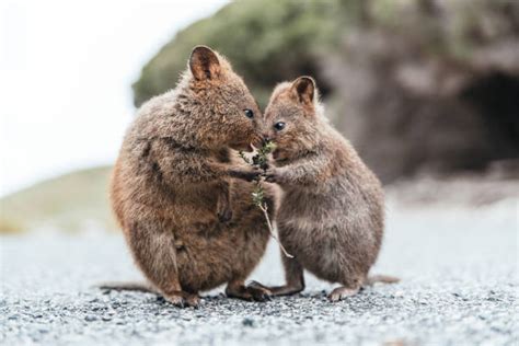 Quokka Stock Photos, Pictures & Royalty-Free Images - iStock