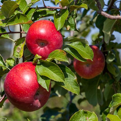 Pommier Reinette Etoil E Rouge Etoil E Calville Etoil E Sterappel