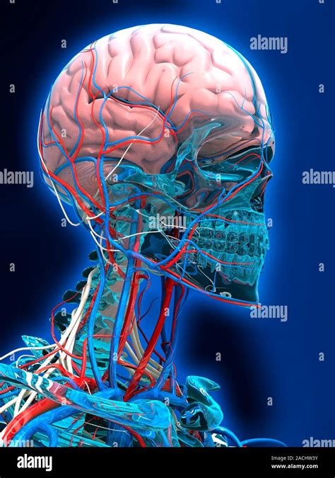 Human Head Anatomy Computer Artwork Of The Right Side Of The Head And