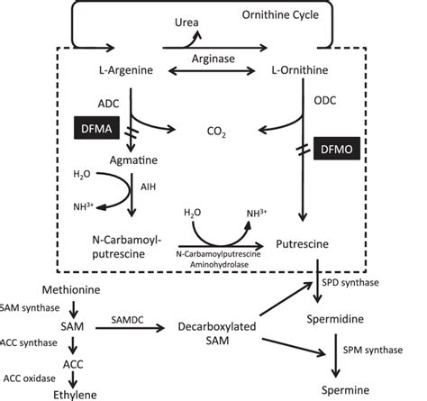 Polyamine Biosynthesis Via The Adc And The Odc Pathway The Dashed