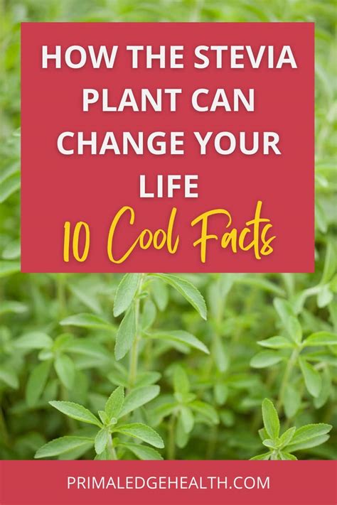 How The Stevia Plant Can Change Your Life 10 Cool Facts