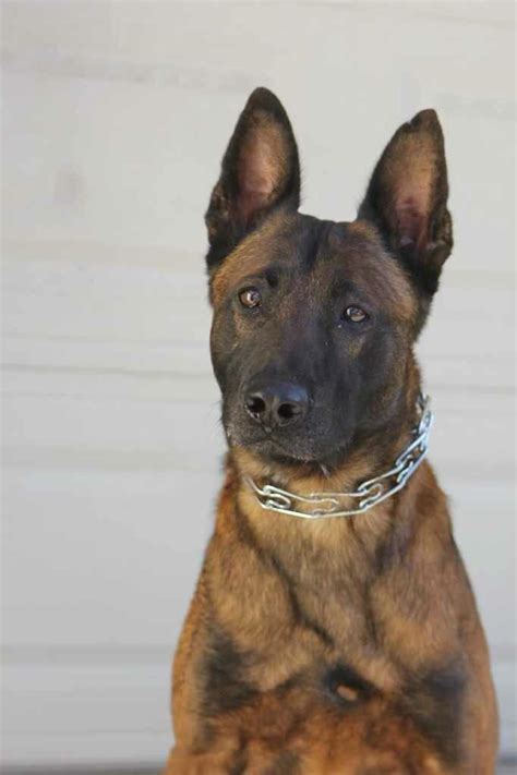 Fresno County Sheriff K 9 Arco Passes Away Deputies Say