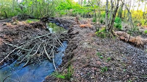 Beaver Dam Removal Have The Beavers Started Rebuilding Father