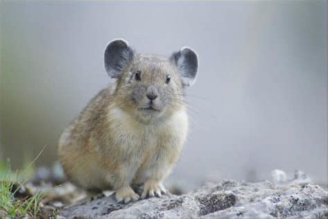 Pika Animal Facts | Ochotona Minor | AZ Animals