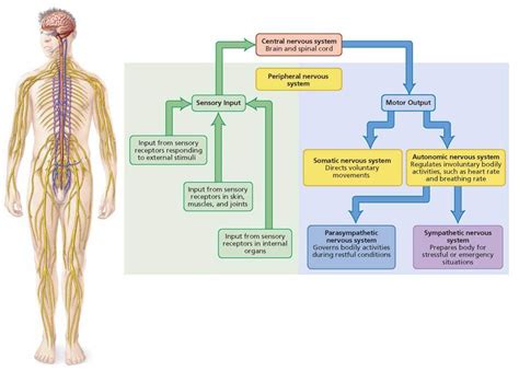 Figure 8 1 An Overview Of The Nervous System The Various Parts Of The