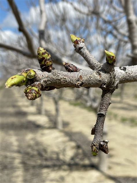 Pistachio Pollination Demo Day in Bakersfield - Pacific Nut Producer ...