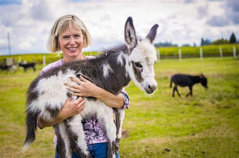 Jf Ranch Miniature Donkeys — Gemini Connect
