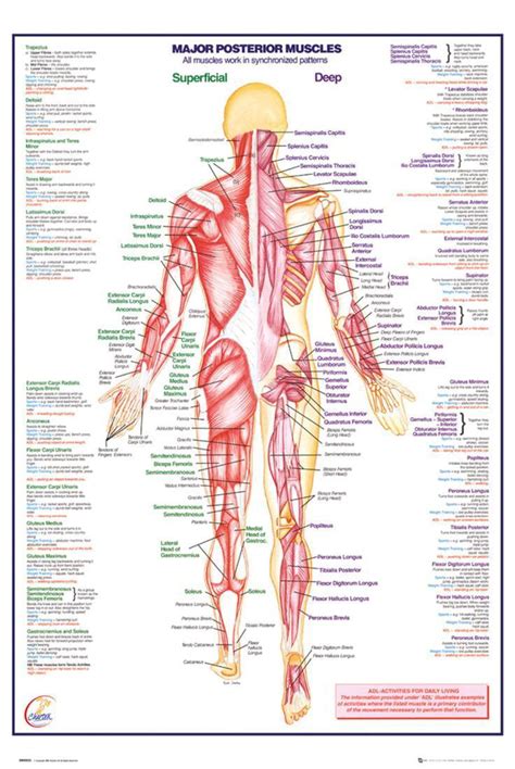 Human Body Major Posterior Muscles Poster - 24x36 - Walmart.com