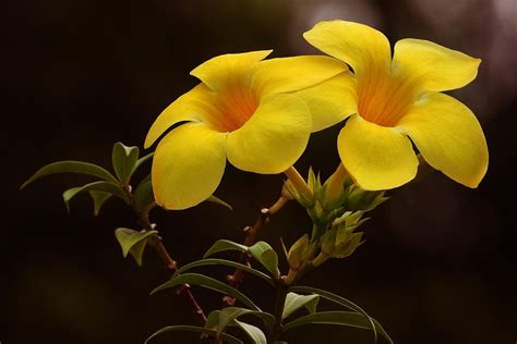 300+ Free Bánh Mì Huynh Hoa & Nature Images - Pixabay